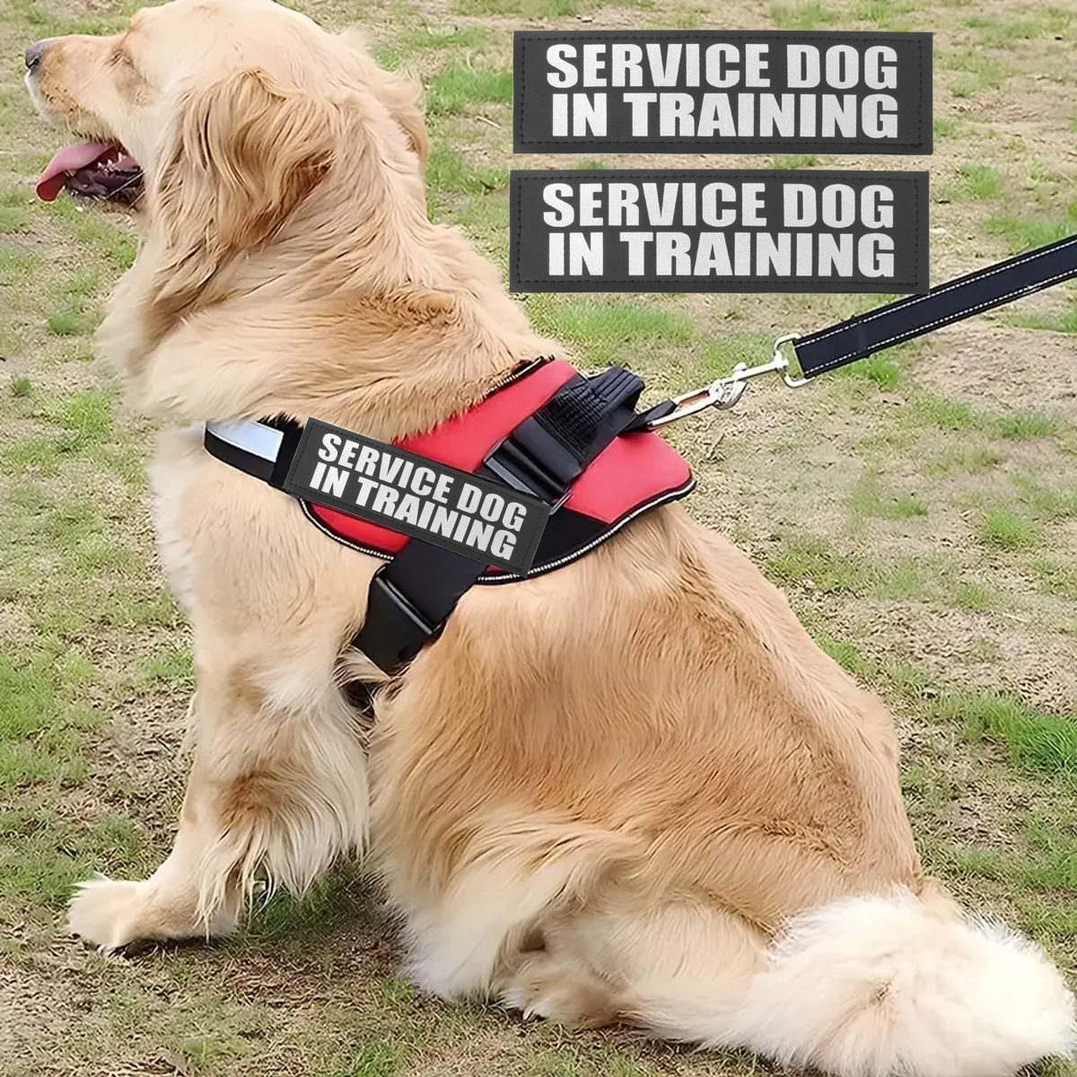 Custom Dog ID Tags For Harness - Sewing Labels ulasan dan harga
