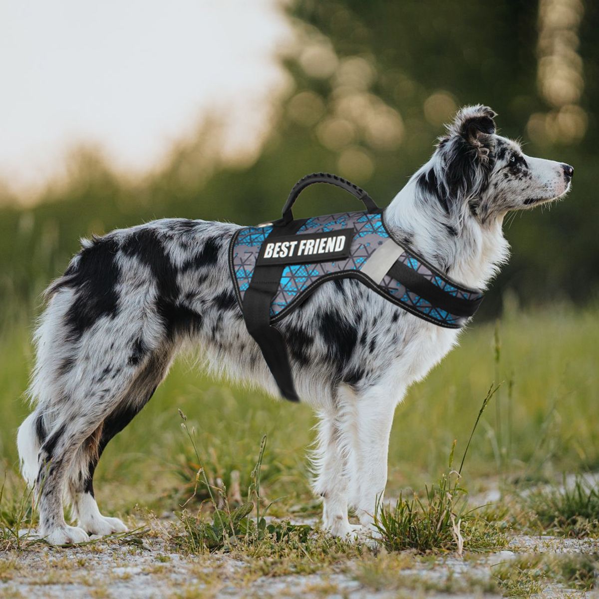 Custom Dog ID Tags For Harness - Sewing Labels ulasan dan harga